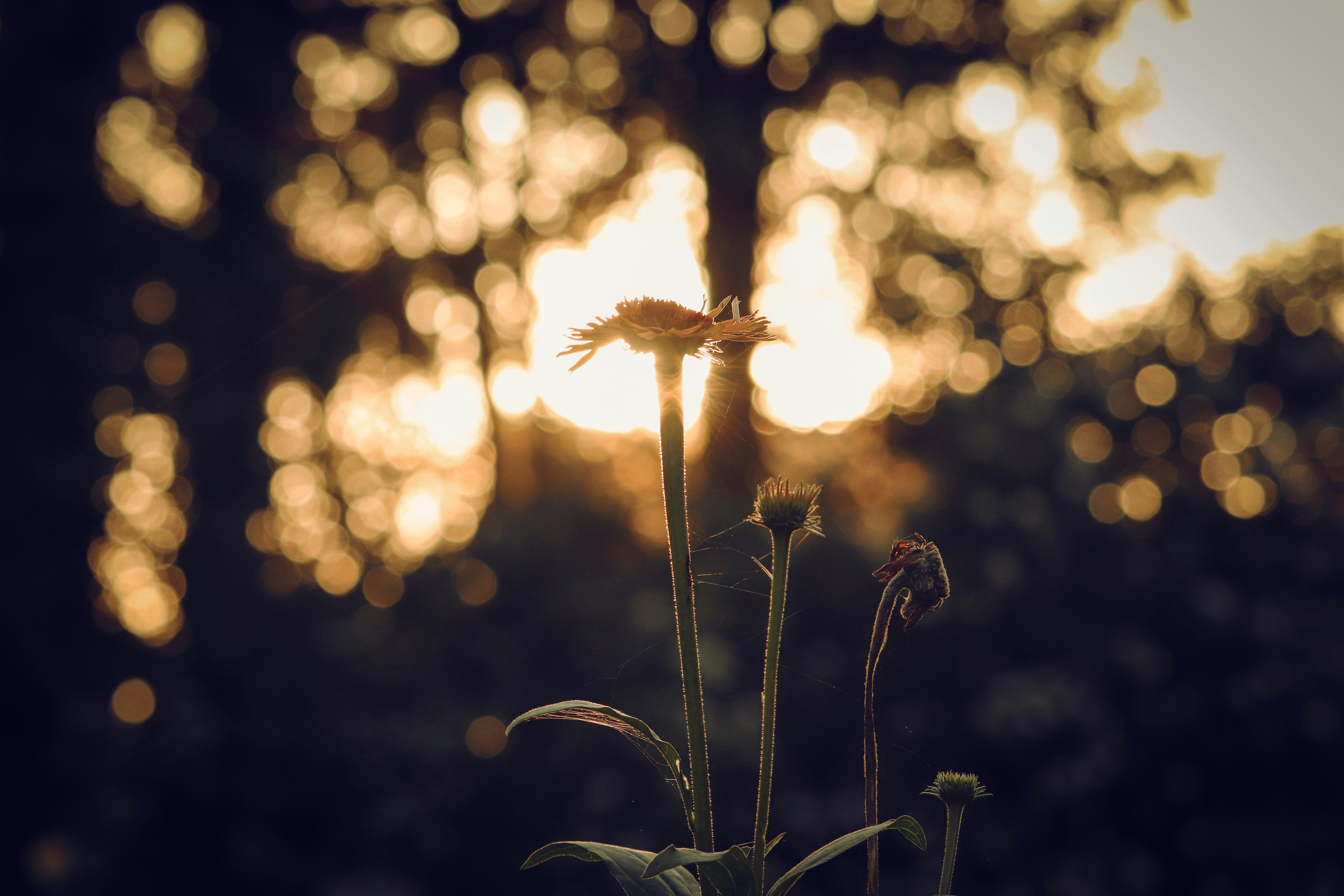 Photo by shottrotter