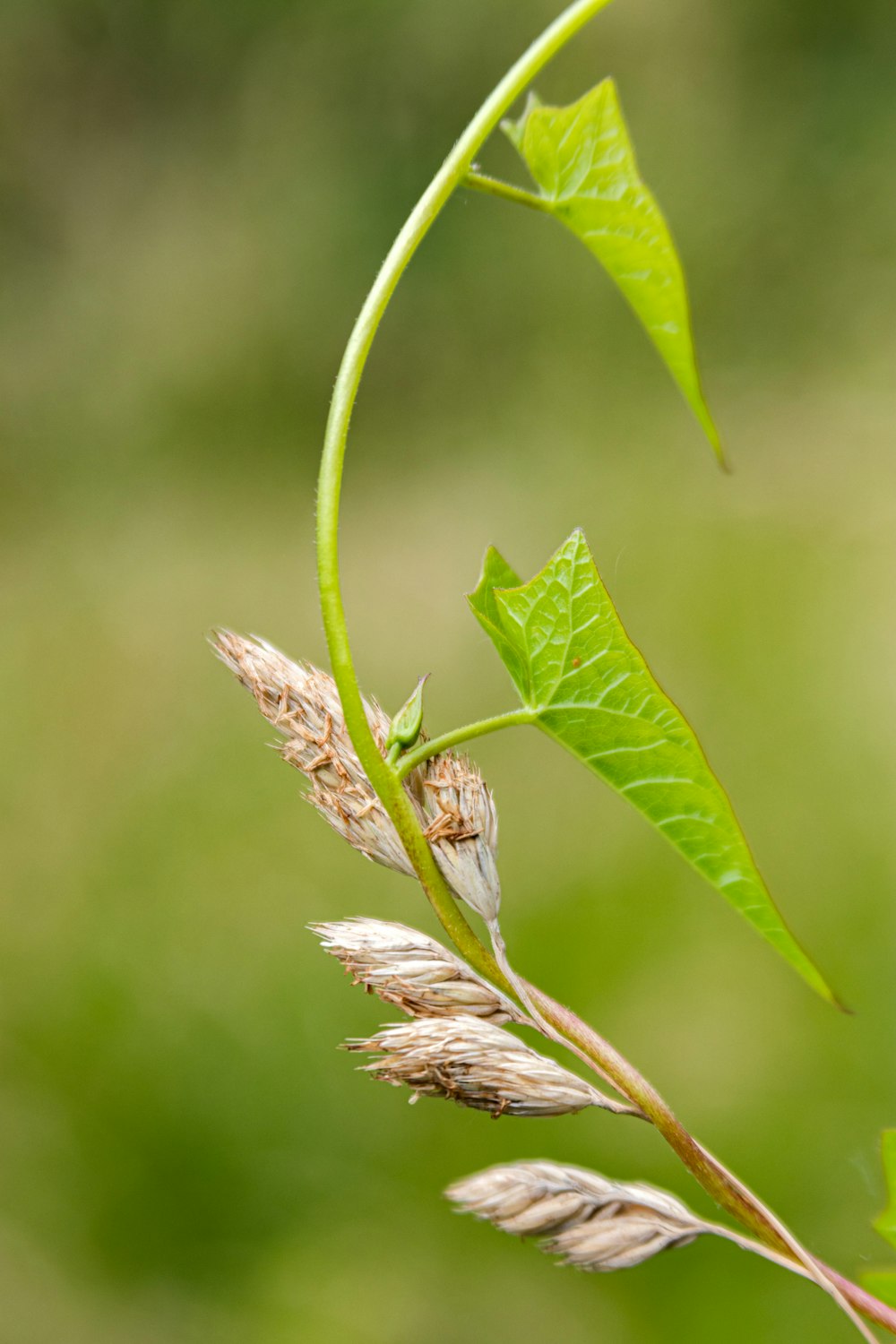 selective focus photo of green-leafed plant