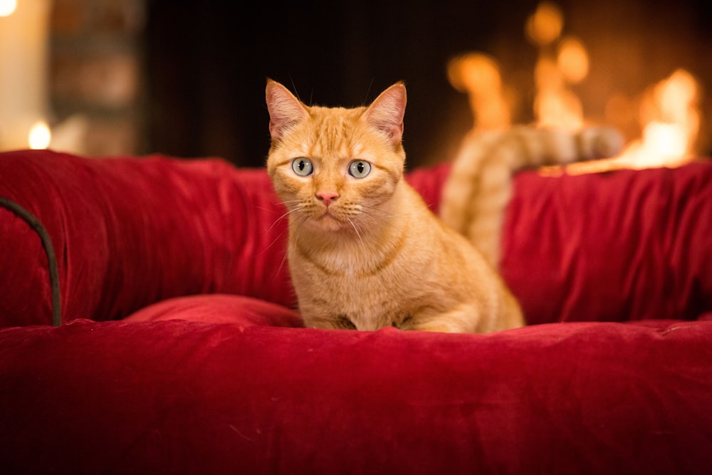 orange tabby cat sitting on red sleeper