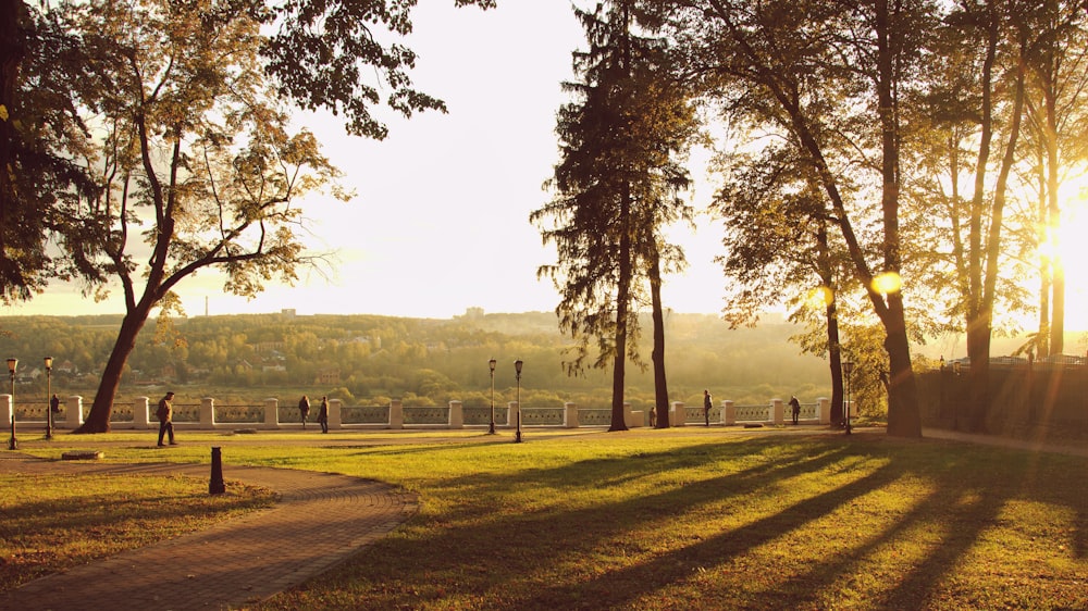 landscape field under golden hour