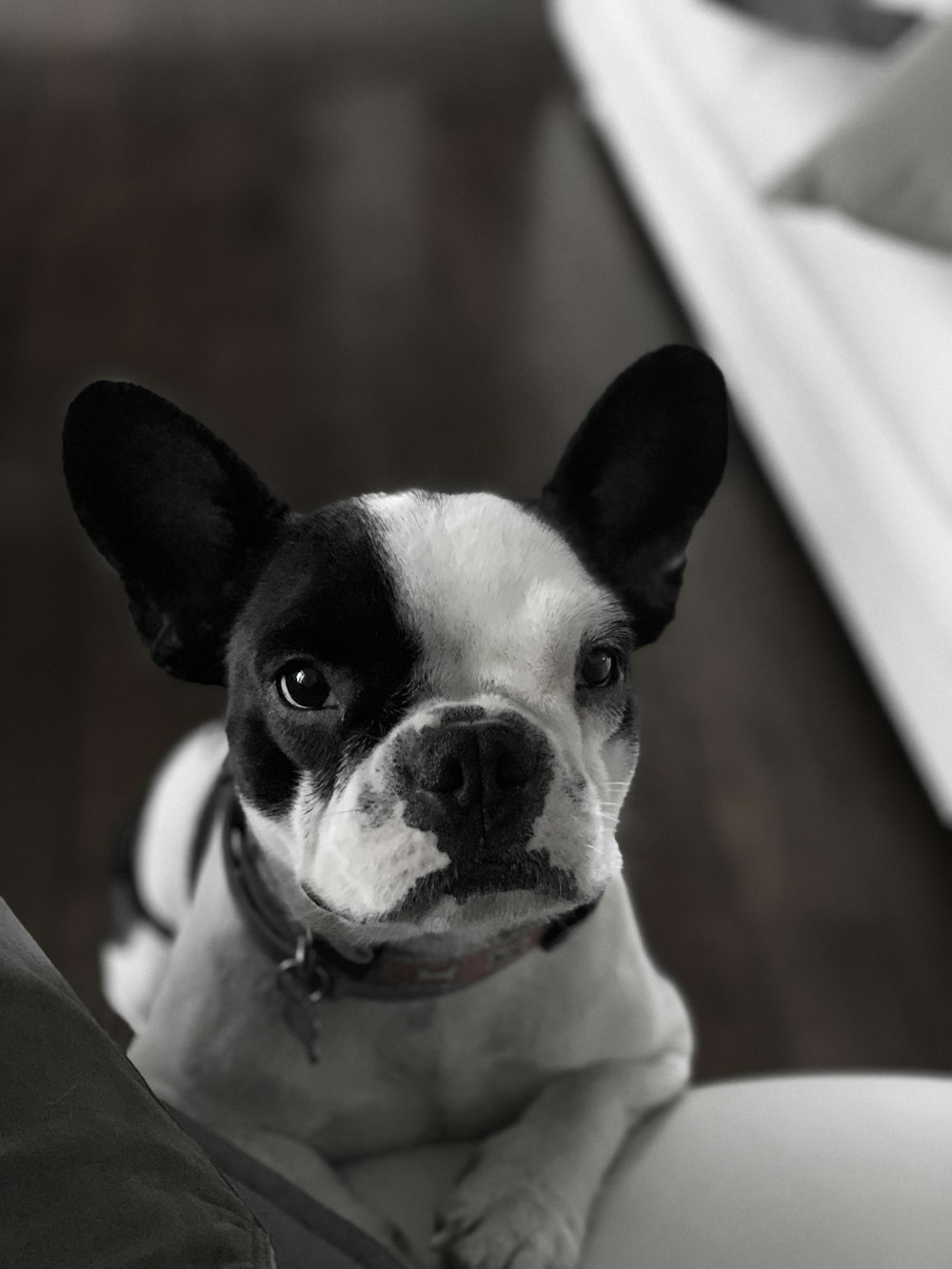 white and black French bulldog