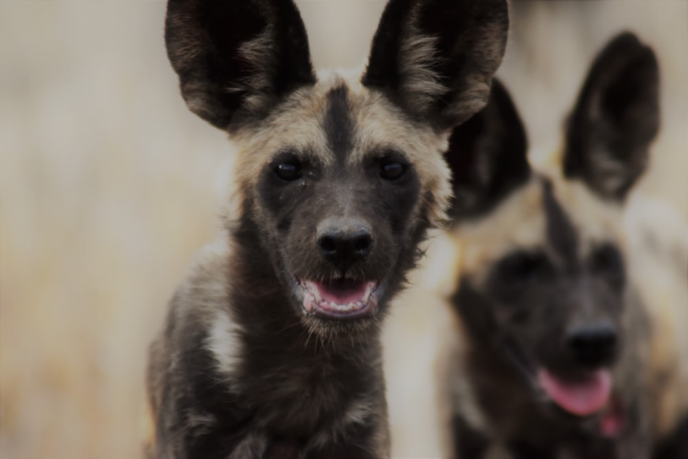 black and beige dog