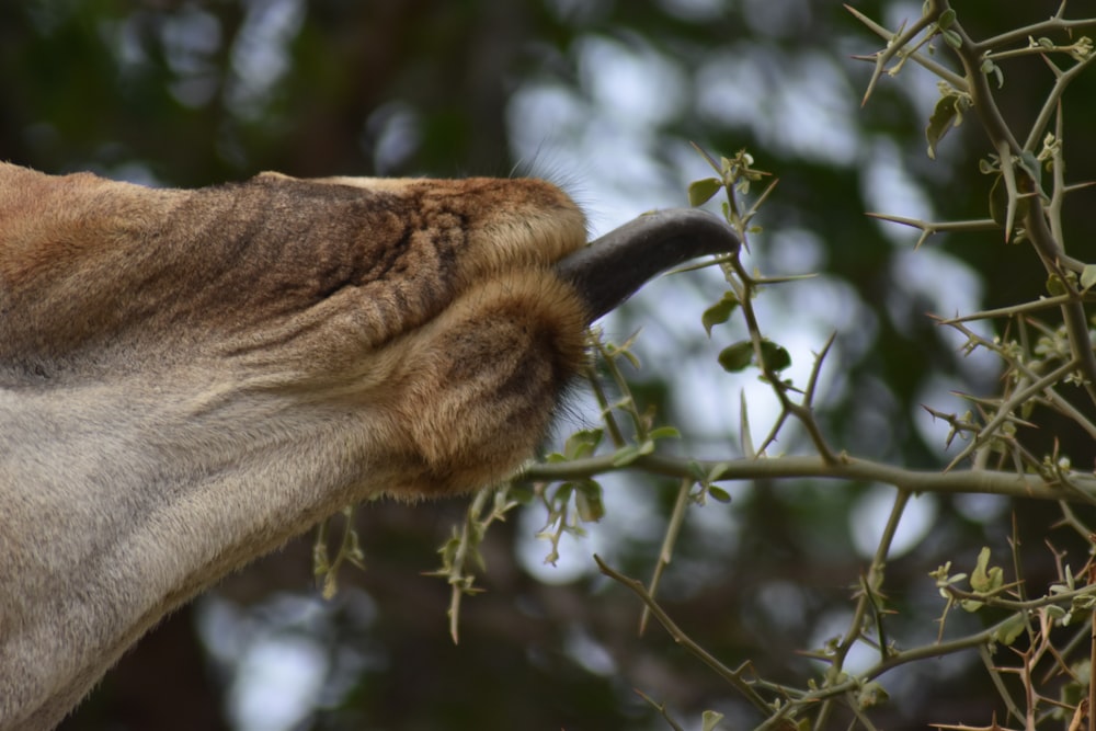 brown animal claw