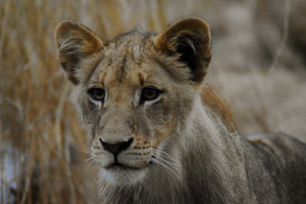 selective focus photography of lion