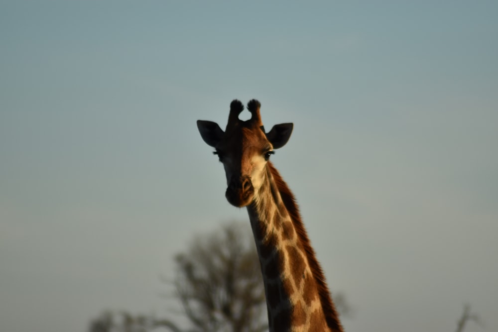 selective focus photography of giraffe