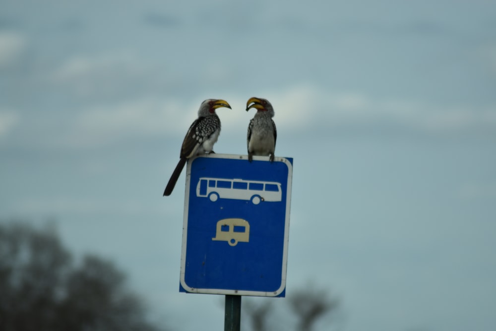 two bird perch on blue signage