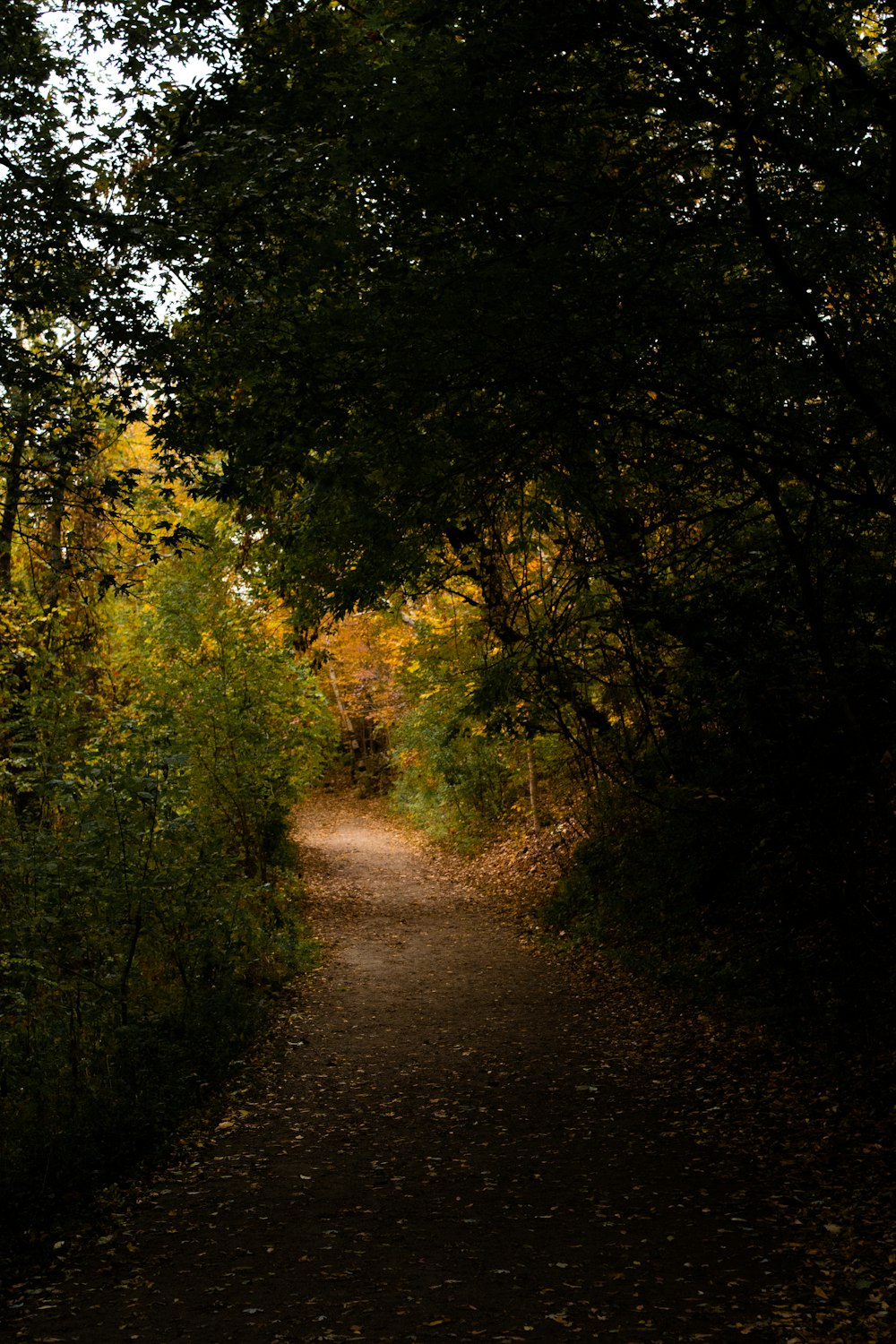 pathway in forest