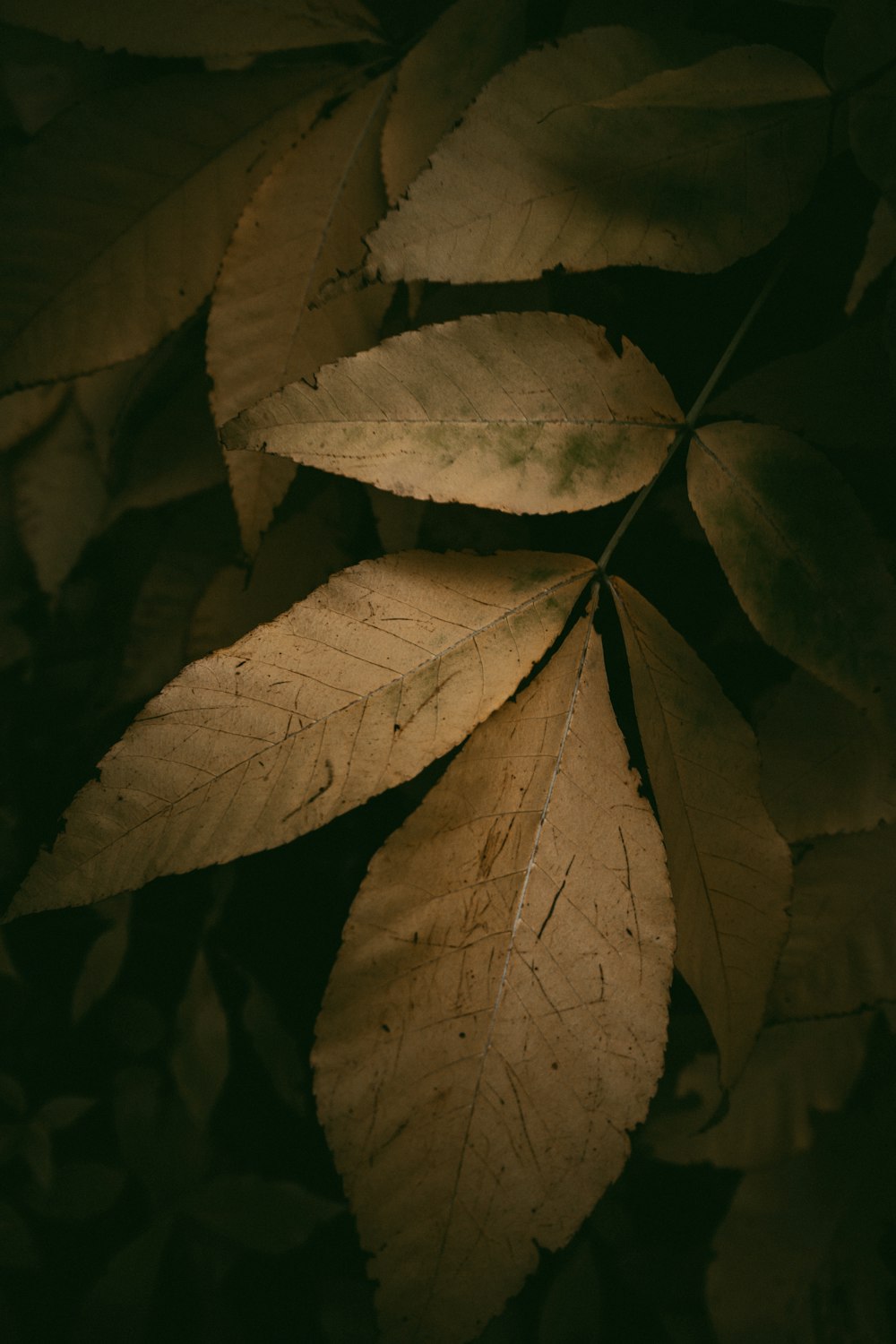 brown leaves