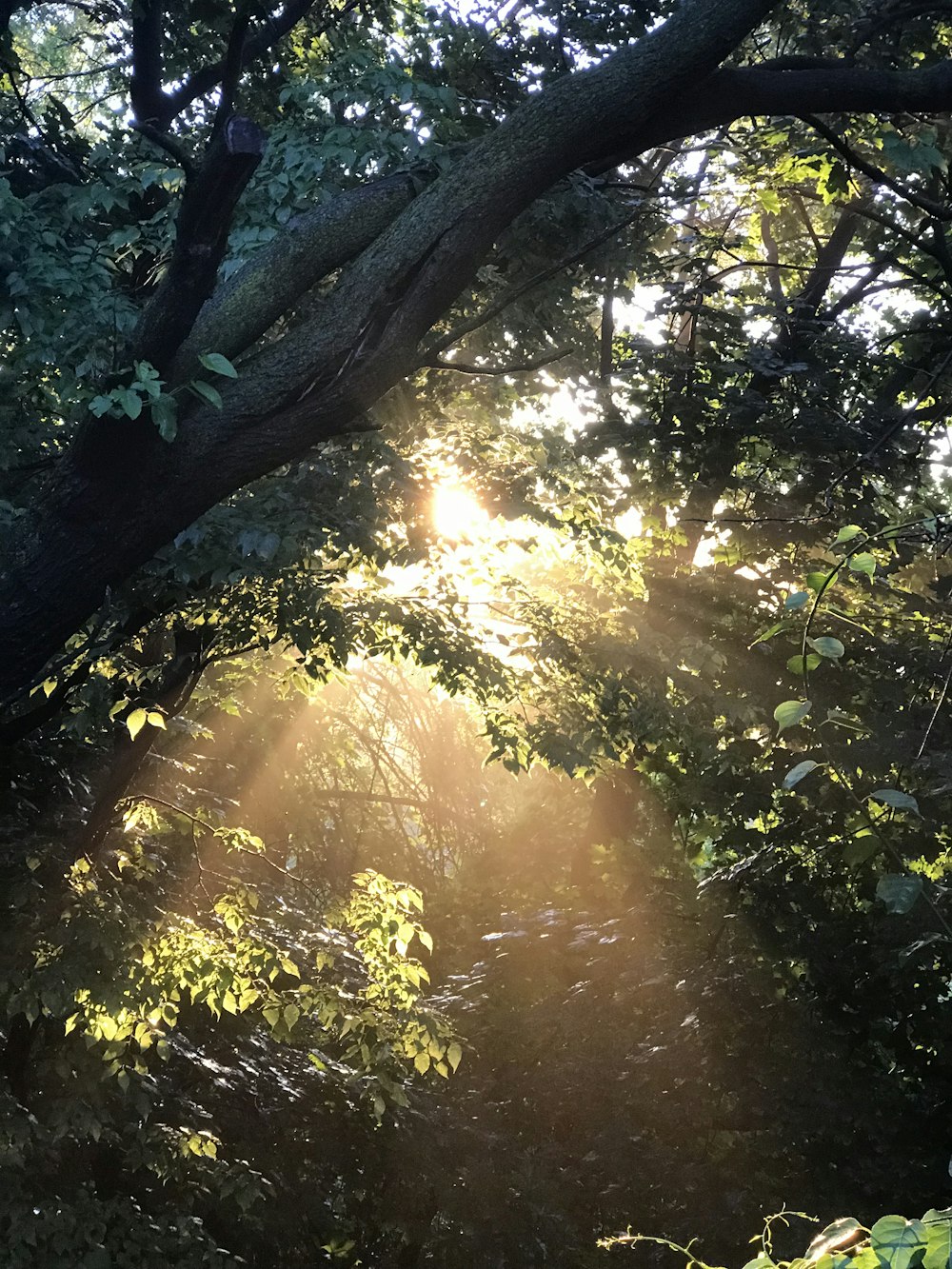 tree under sun rays