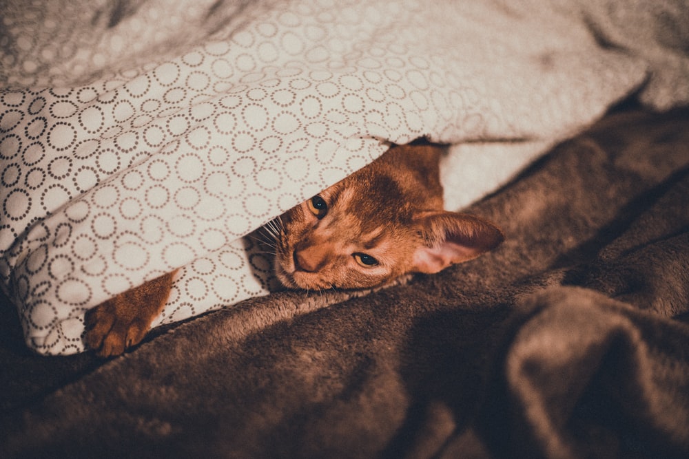 cat under comforter