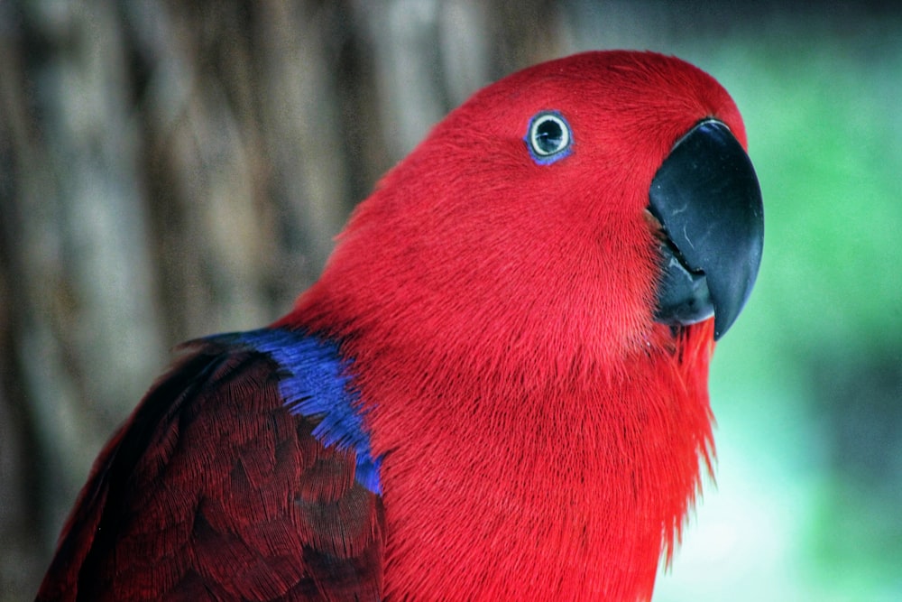 closeup photography of red bird