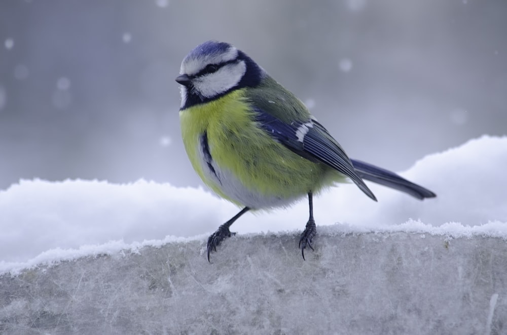 oiseau jaune et vert