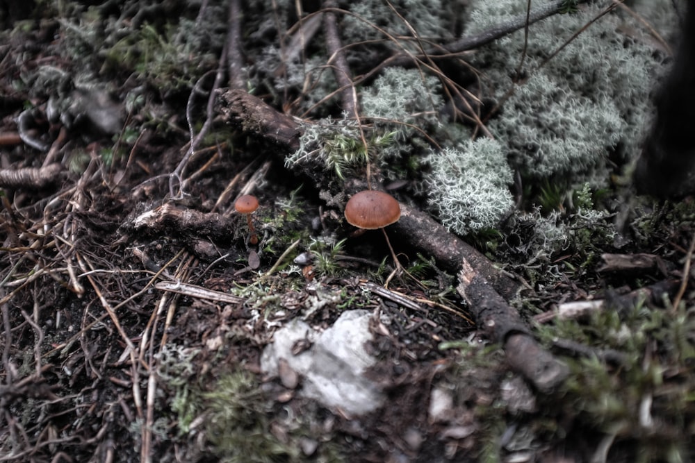 brown mushroom