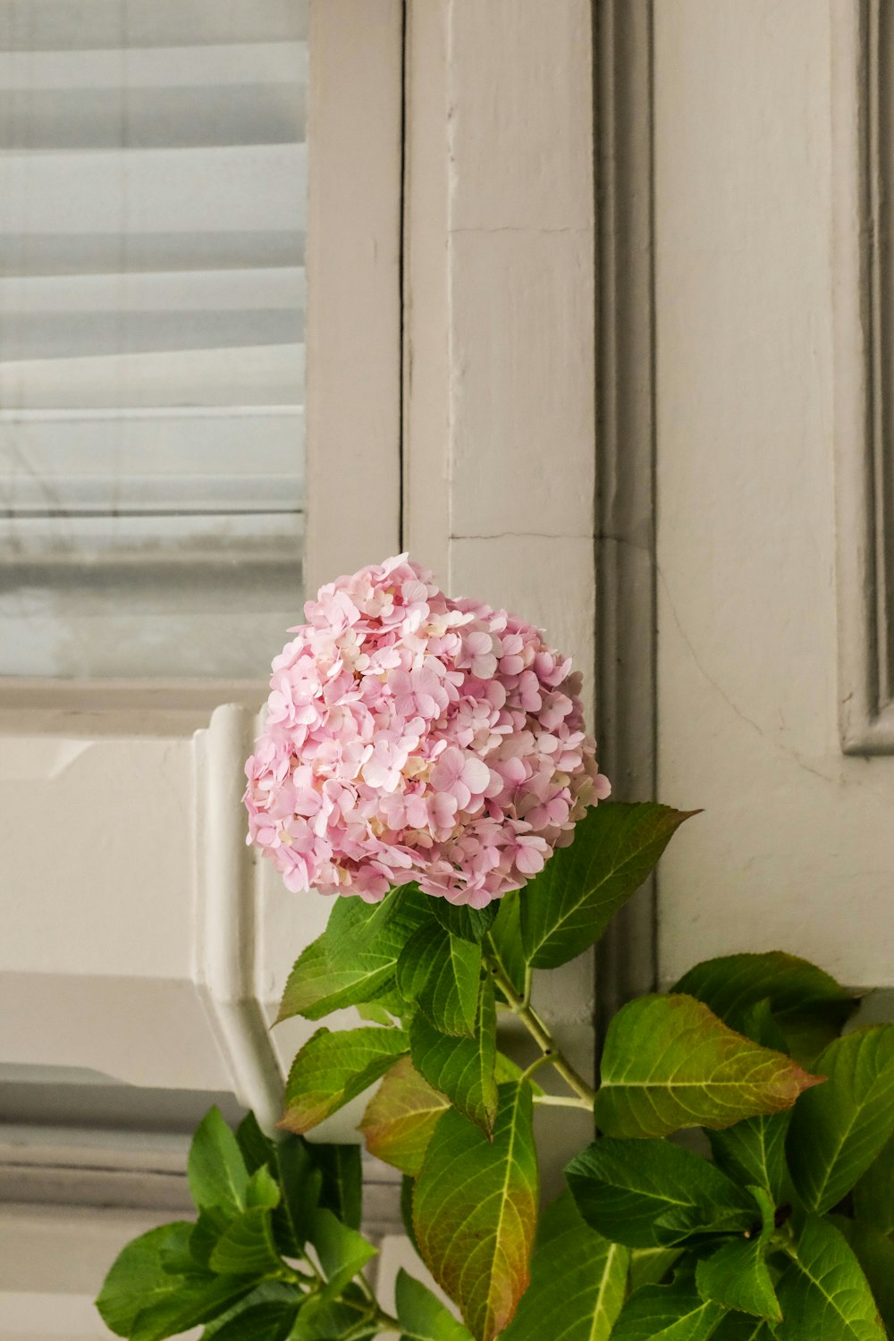 pink-petaled flowers