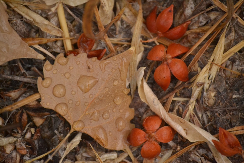 brown leaf