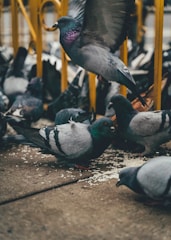A group of pigeons is gathered on the ground, pecking at scattered grains. One pigeon is in mid-flight, wings spread wide. The setting is urban, with metal railings visible in the background.