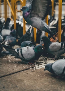 A group of pigeons is gathered on the ground, pecking at scattered grains. One pigeon is in mid-flight, wings spread wide. The setting is urban, with metal railings visible in the background.