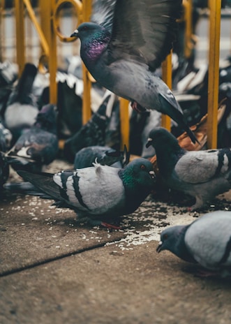 A group of pigeons is gathered on the ground, pecking at scattered grains. One pigeon is in mid-flight, wings spread wide. The setting is urban, with metal railings visible in the background.