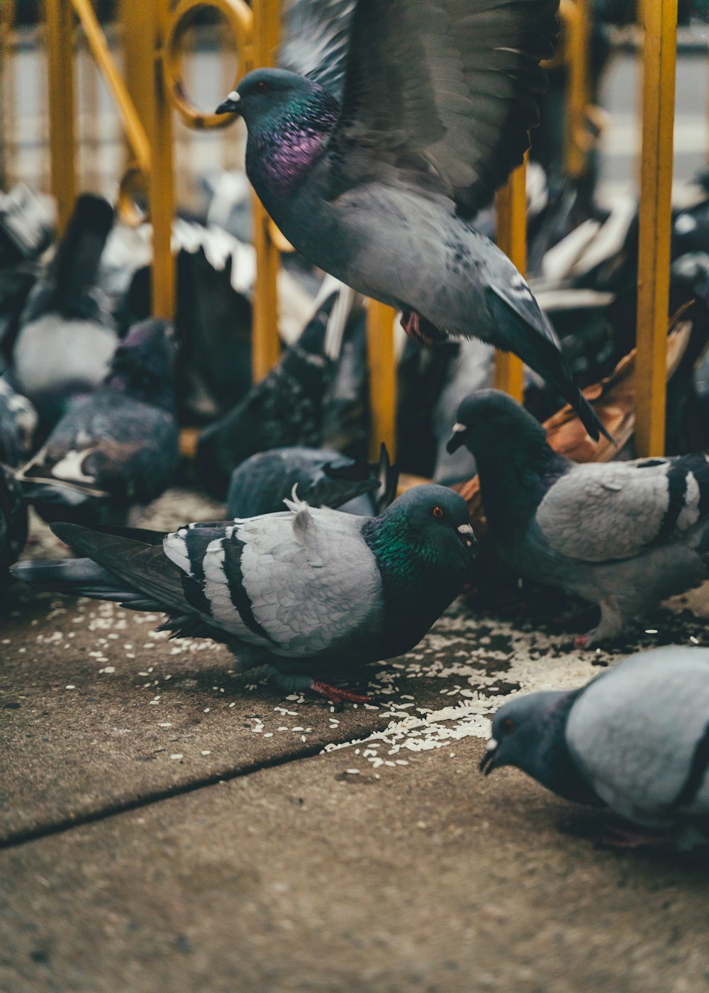 pigeons eating food