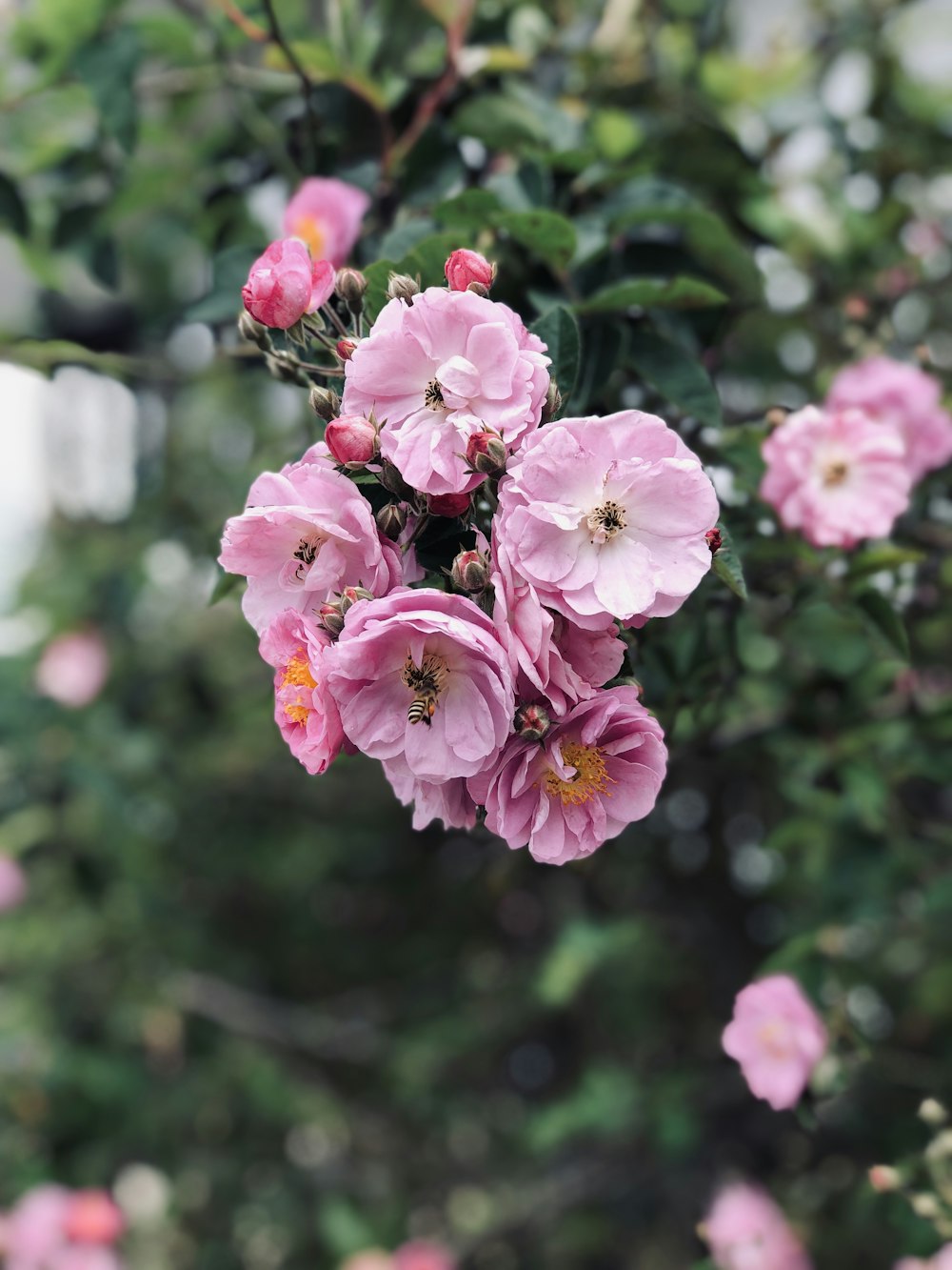 pink-petaled flowers