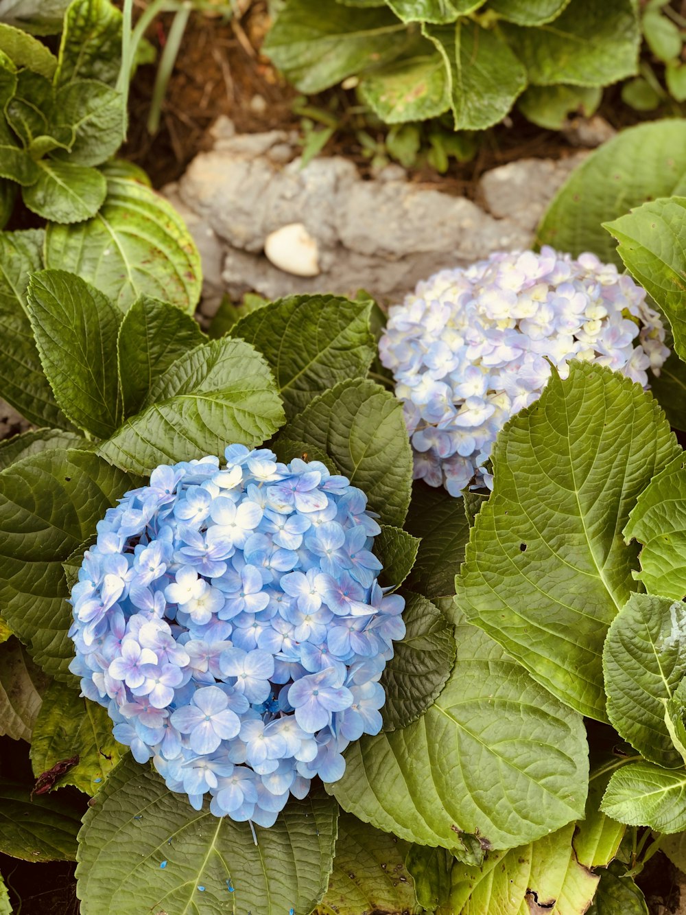 blue hydrangeas flower