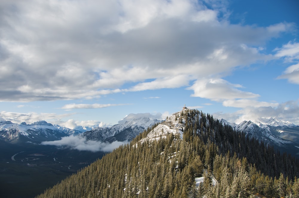 Photo de pin vert pente de montagne scnery