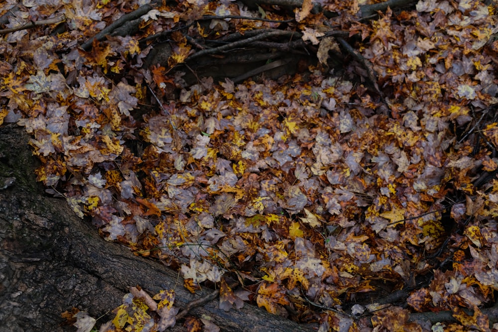 茶色と黄色の葉のロット