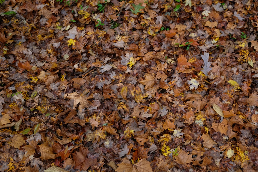 brown maple leaf