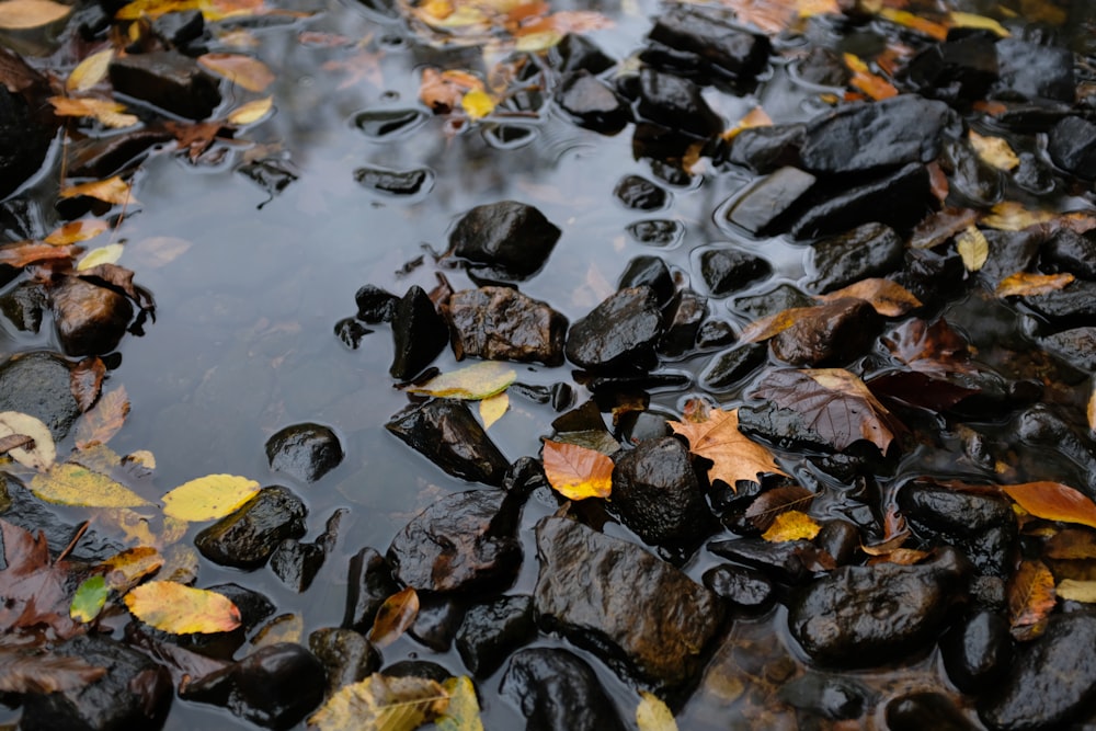 black pebbles and brown dried leaf