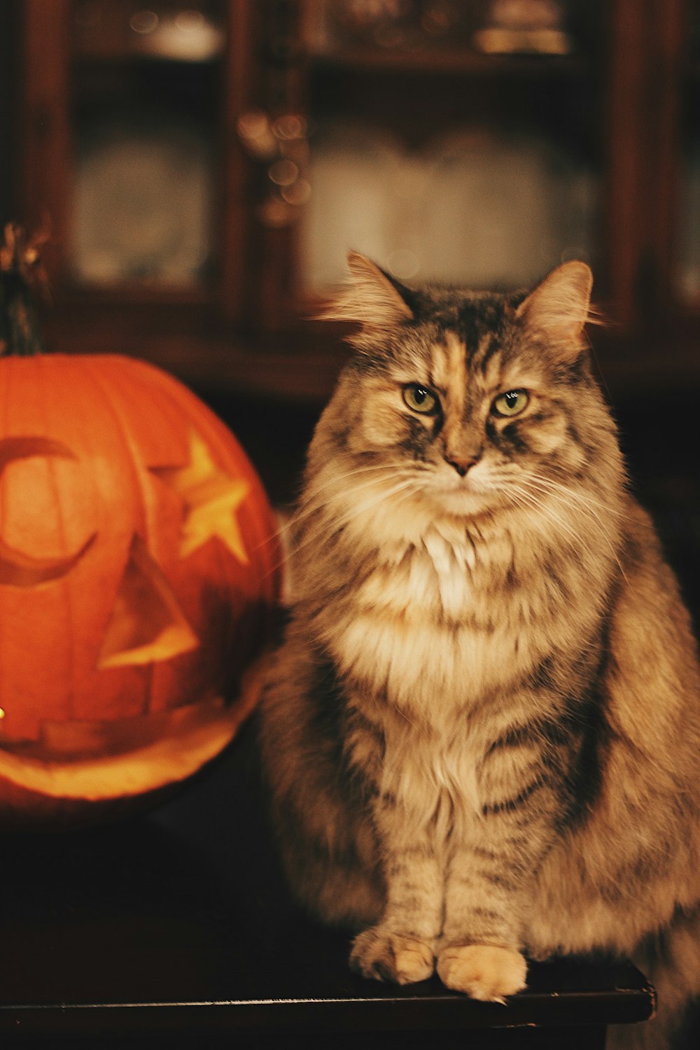 brown cat near jack-o-lantern