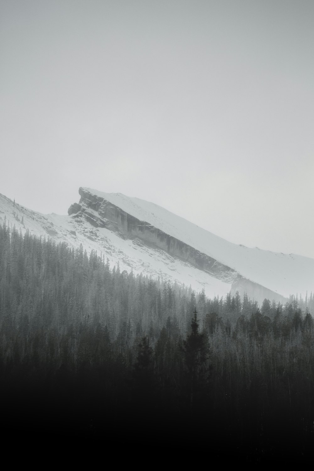 tall trees on hills