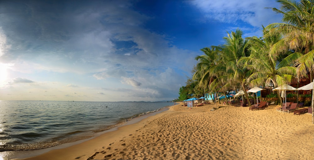 Arbres sur le rivage