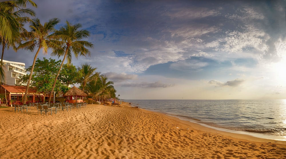 palm trees at beach