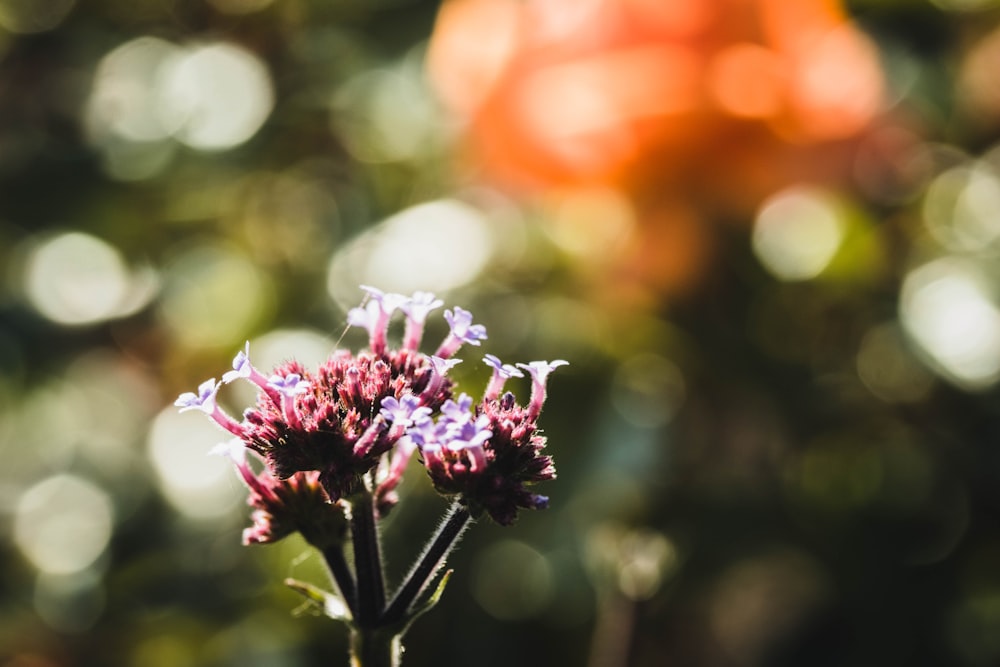 photo of purple flowers