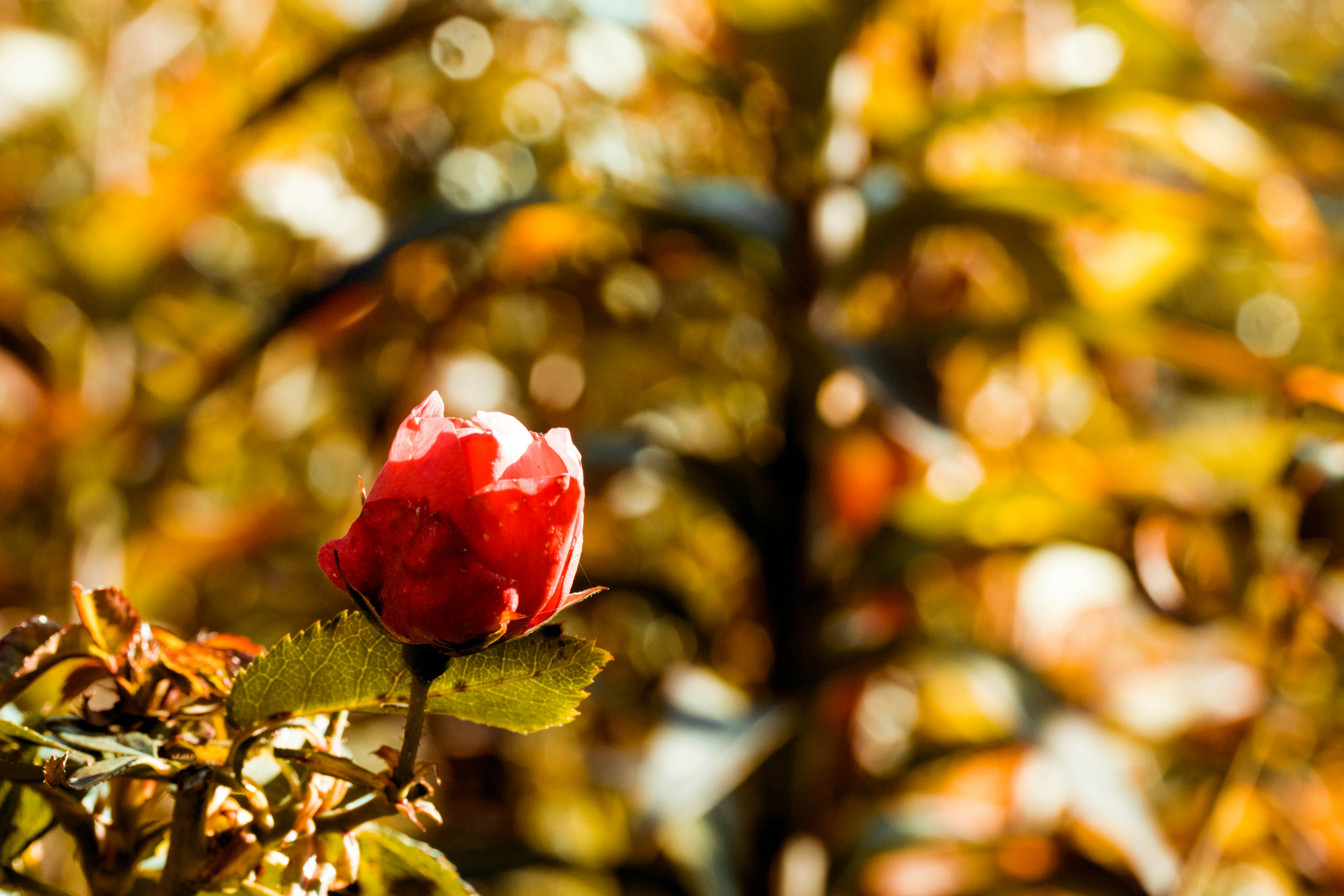 Photo by melted_epiphanies