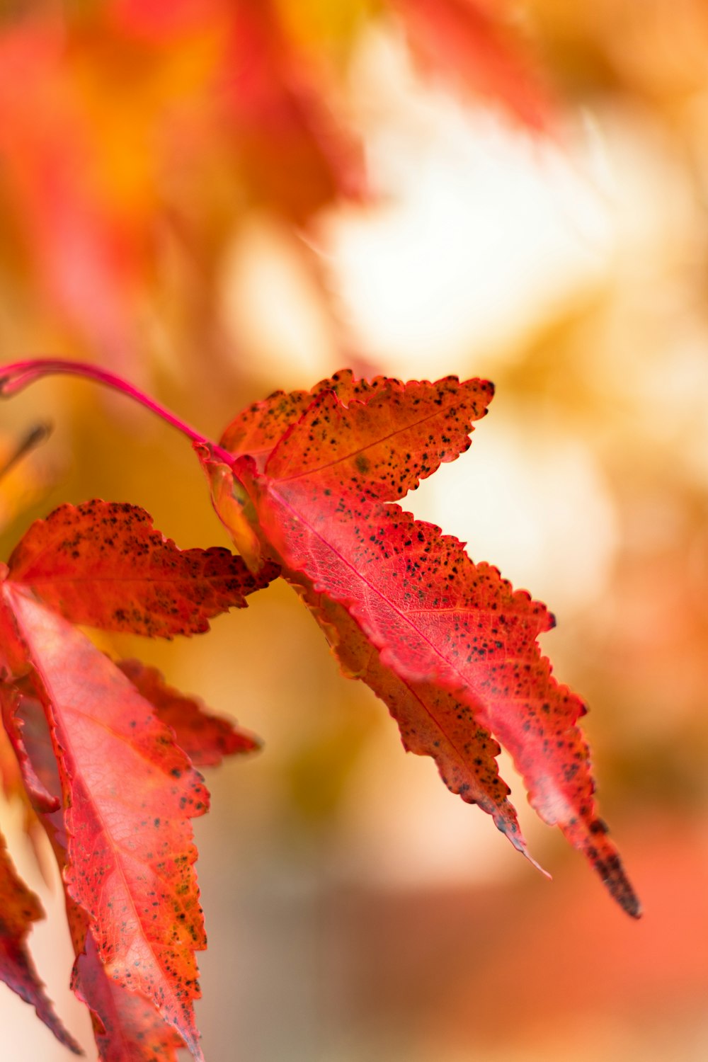 red maple tree