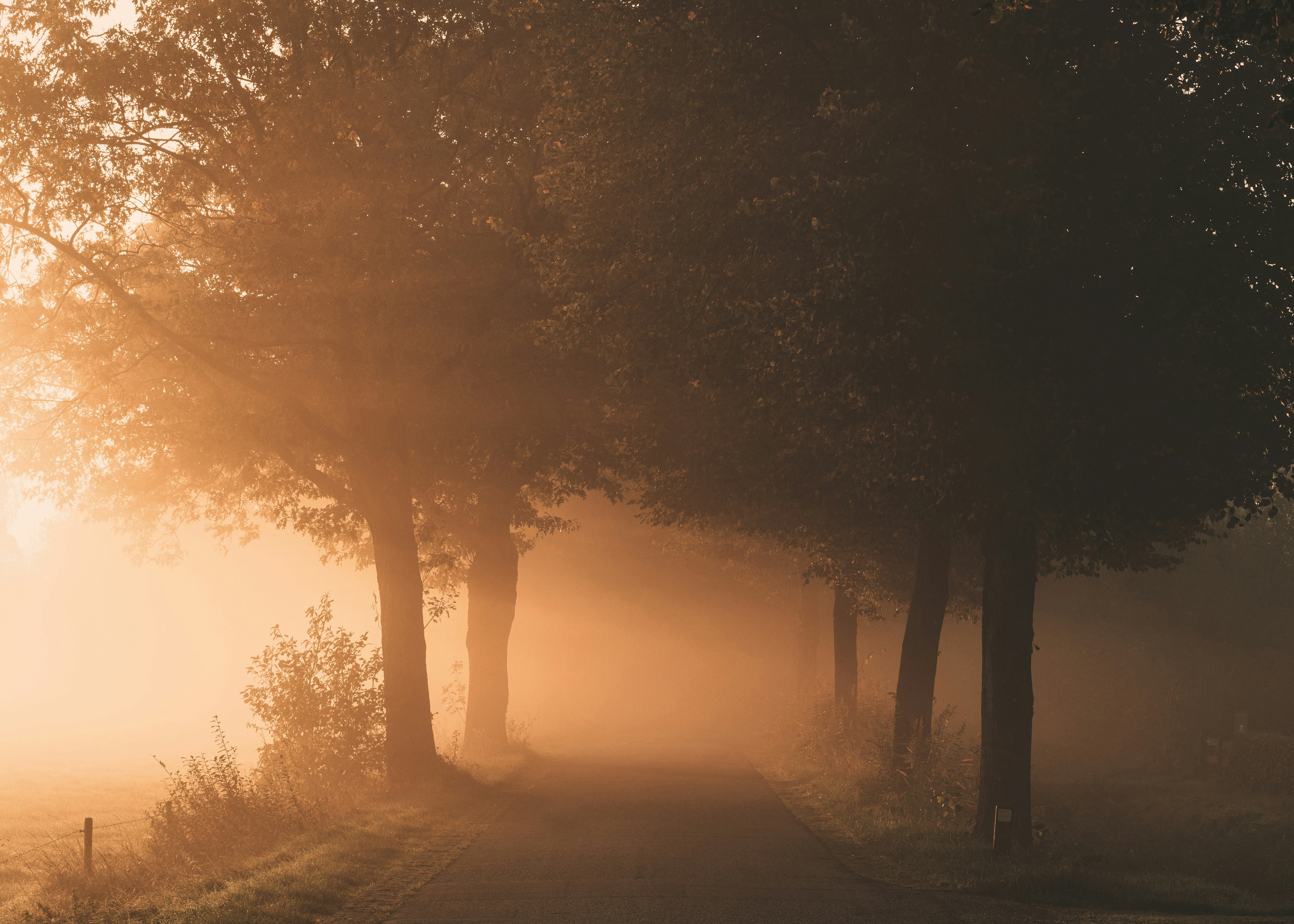 gray road surrounded with trees