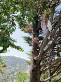A person is climbing a tree to pick ripe cherries, surrounded by lush green leaves and branches. The person is holding a plastic bag to collect the cherries. In the background, a scenic view of a hillside with houses and vegetation can be seen under a clear blue sky.