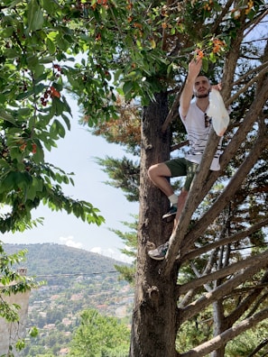 A person is climbing a tree to pick ripe cherries, surrounded by lush green leaves and branches. The person is holding a plastic bag to collect the cherries. In the background, a scenic view of a hillside with houses and vegetation can be seen under a clear blue sky.