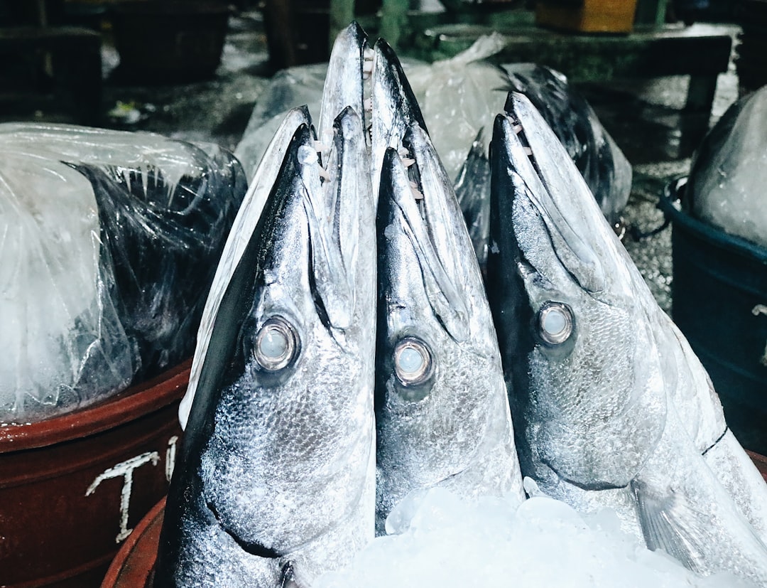raw fishes,