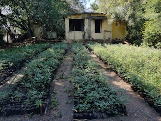 A small, weathered building stands amidst dense greenery, partially hidden by lush trees. In front, several neatly arranged rows of young plants grow in individual pots, creating a vibrant contrast against the earthy ground.