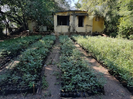 A small, weathered building stands amidst dense greenery, partially hidden by lush trees. In front, several neatly arranged rows of young plants grow in individual pots, creating a vibrant contrast against the earthy ground.