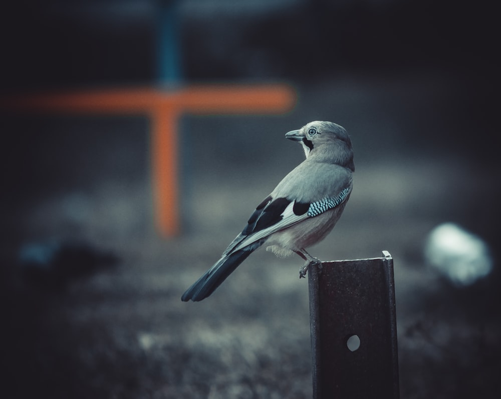 white breasted nuthatch bird on steel post