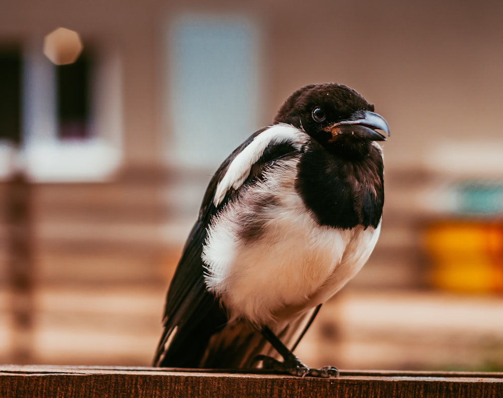 black and white bird on brown wooden surface