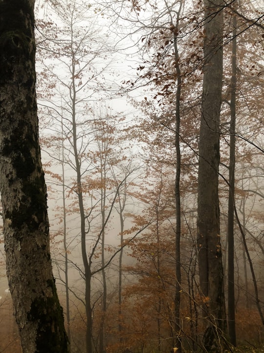 forest with tall trees covered with fogs during daytime in Neuschwanstein Castle Germany