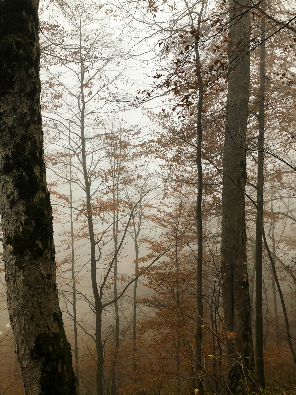 forest with tall trees covered with fogs during daytime