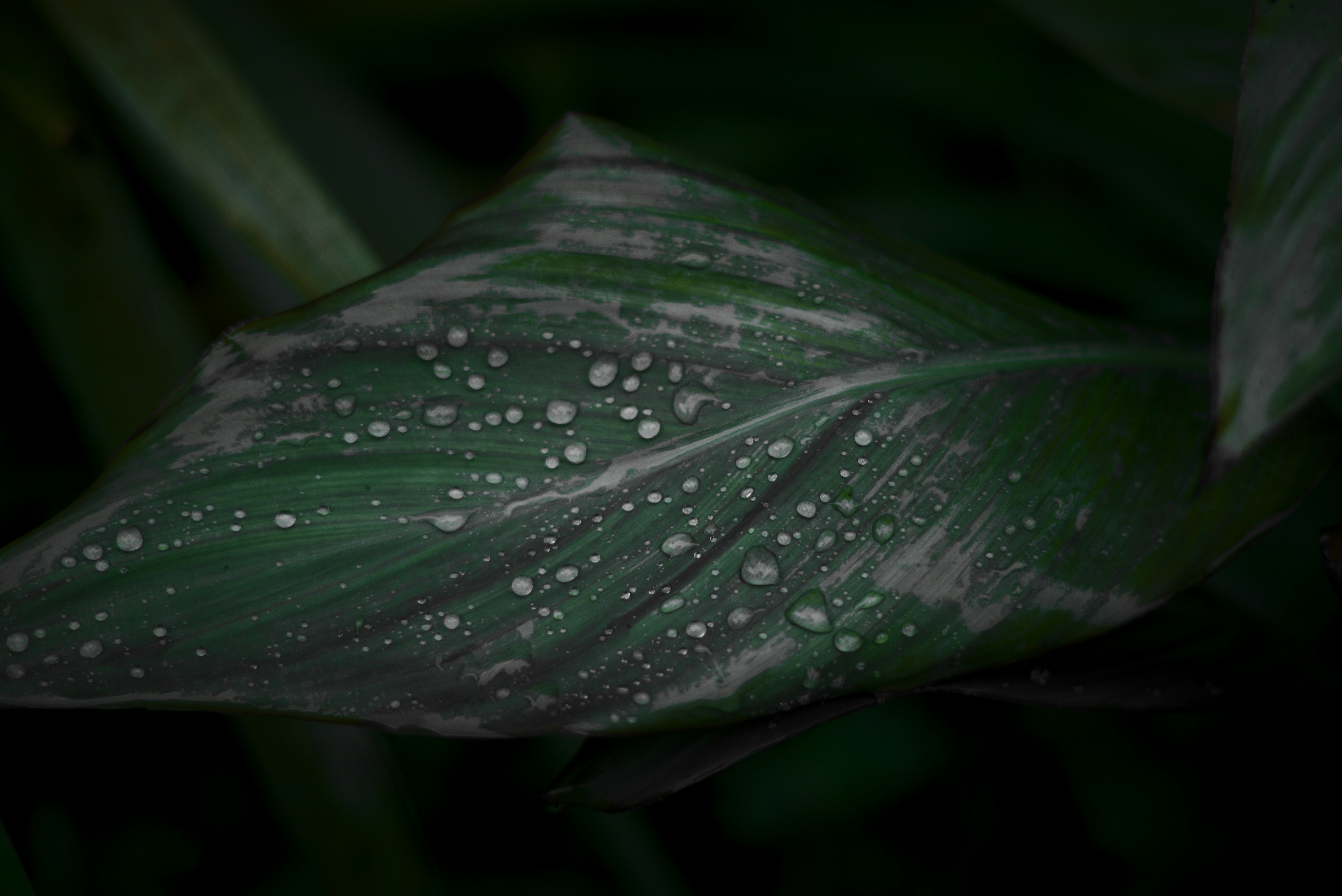 Photo by nicolasdc20