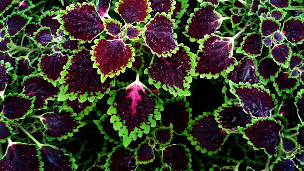 Coleus-Pflanze