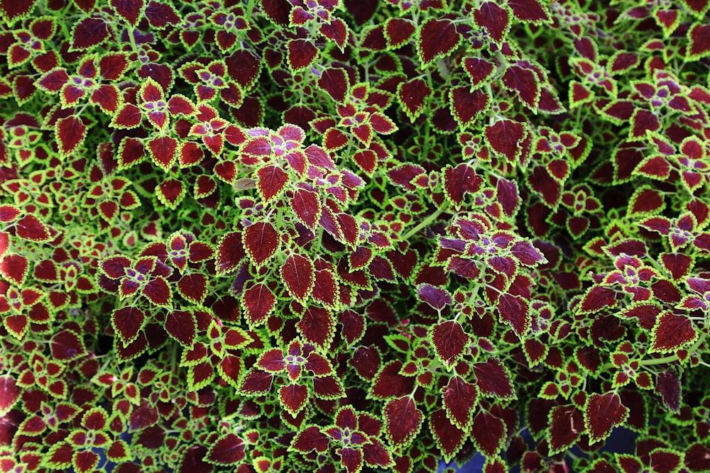 maroon-and-green-leafed plant