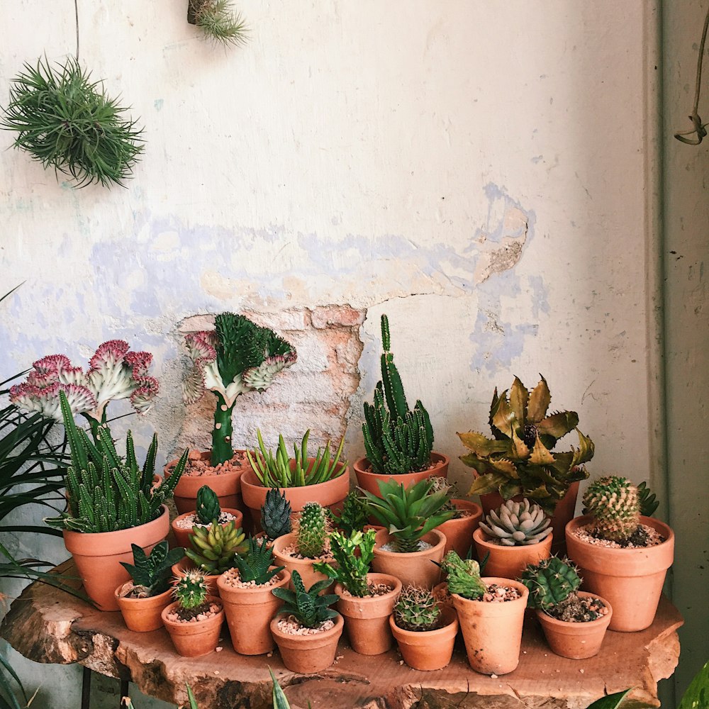 succulent flower on table